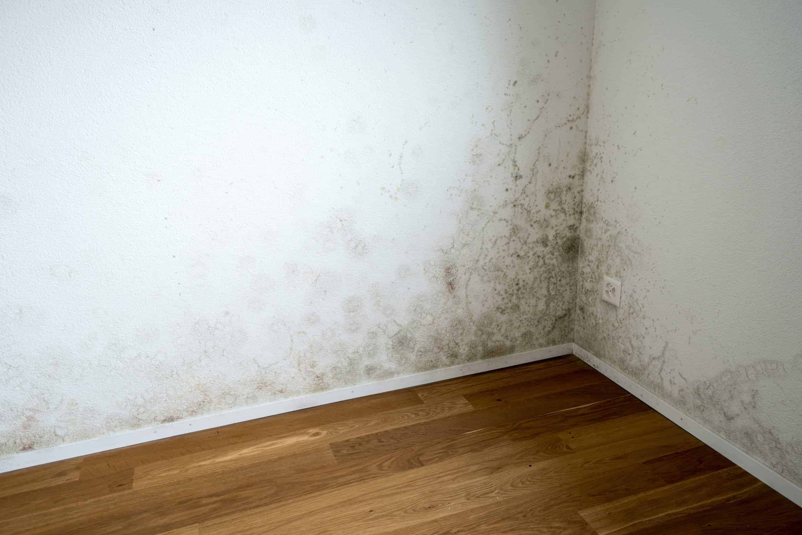 corner of a room of an empty and new apartment with wooden floors and white walls and a serious toxic mold and mildew problem, Schimmel, Schimmelpilzentferner helfen, Schimmel im Haus, Schimmel in Wohnung, Schimmel in Ecke