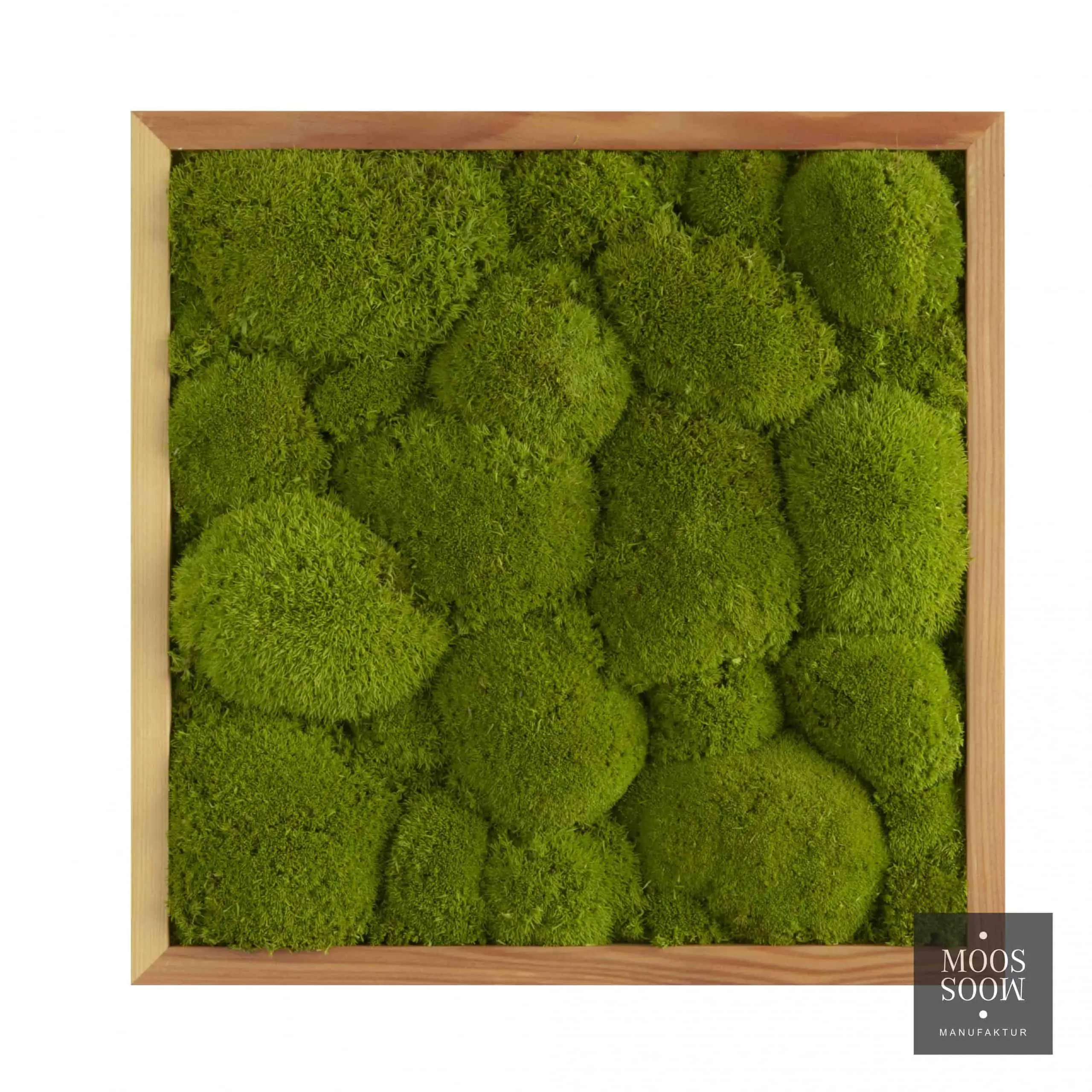 Moosbild mit Ballenmoos Apfelgrün (35x35cm) im Lärchenrahmen. Dekorative Wandgestaltung mit Moos für ein natürliches Ambiente.