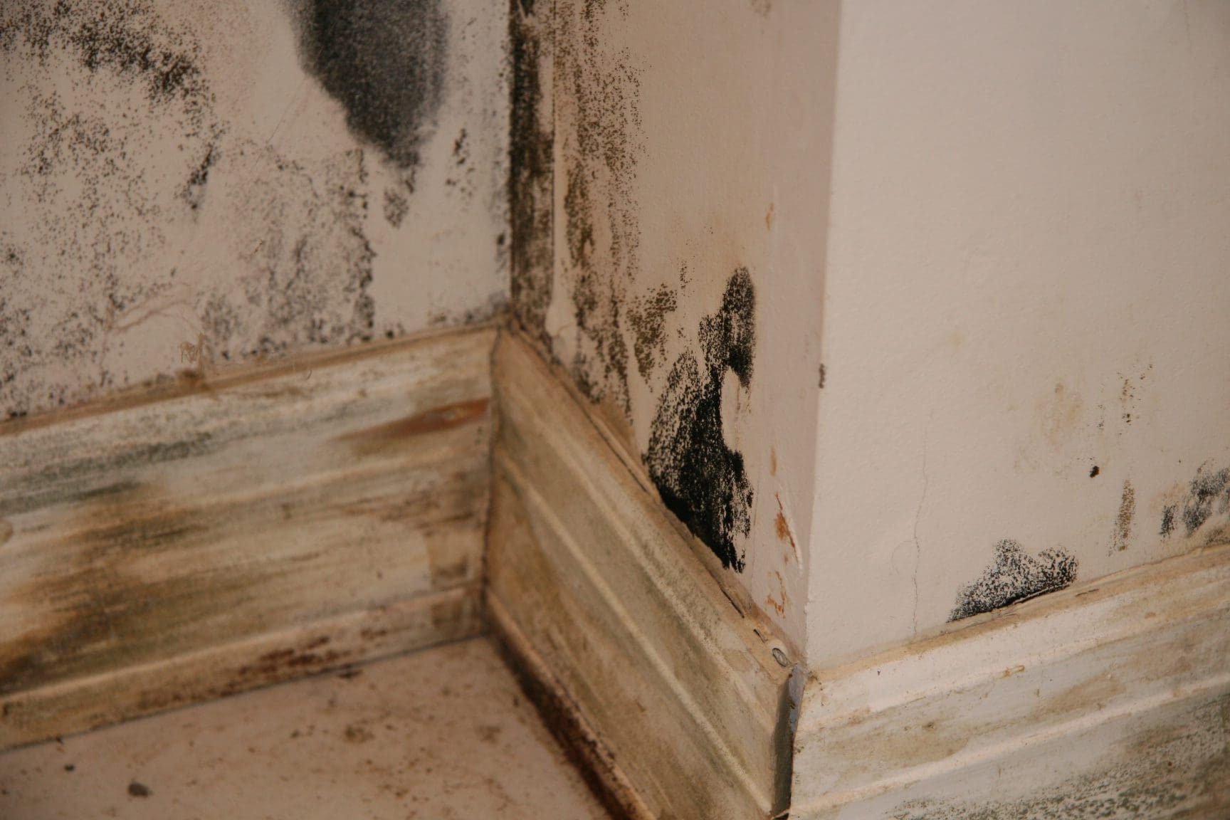 Schimmel in der Wohnung | Ursachen, Anzeichen, Bekämpfung & Vermeidung