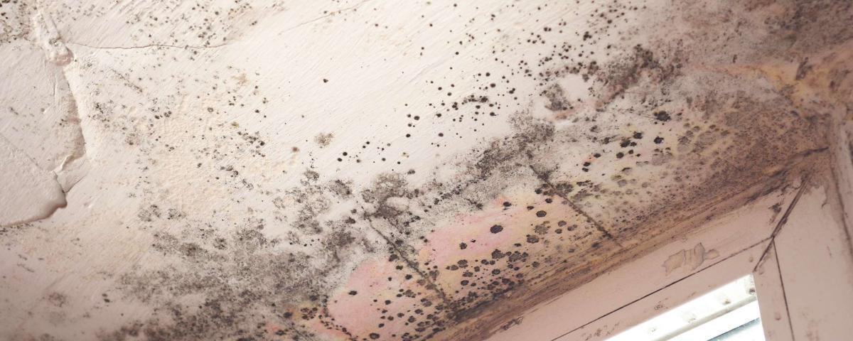 Schimmelbefall an Kellerdecke. Feuchtigkeitsschaden mit schwarzem Schimmel. Sanierung notwendig. Schimmel-Keller Problem.