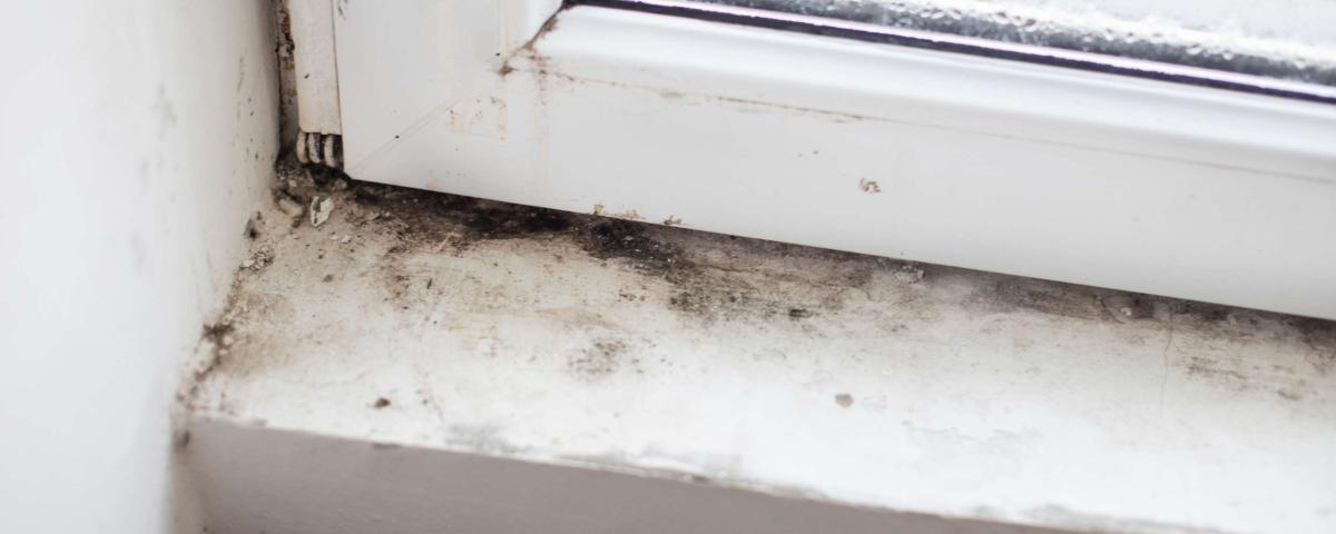 Schimmel in der Wohnung: Detailaufnahme von Schimmelbefall an einem Fensterrahmen. Feuchtigkeitsschaden und Sanierung sind erforderlich.