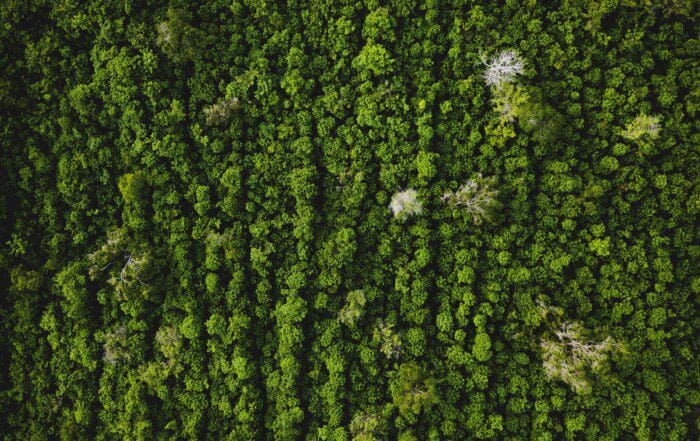 Moosbild in lebendigen Grüntönen, das natürliche Schönheit in Innenräume bringt
