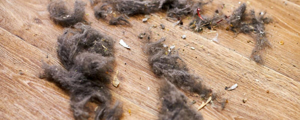 Nahaufnahme von Staub und Schmutz auf einem Holzboden. Staubflusen, Krümel und kleine Partikel sind sichtbar. Staub entfernen.