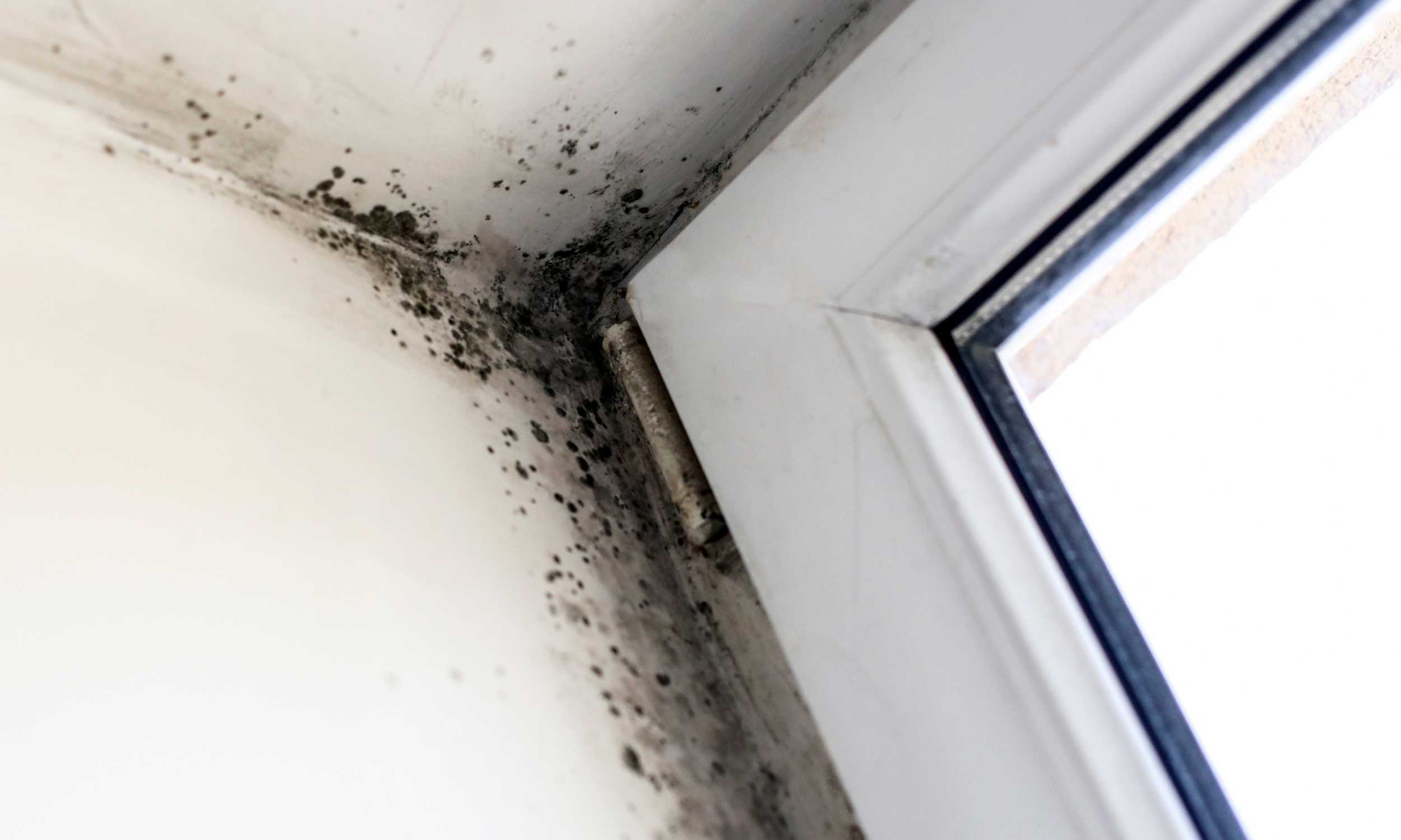 schwarzer schimmel Effektive Schimmelbekämpfung: Luftreiniger gegen Schwarzen Schimmel in der Wohnung