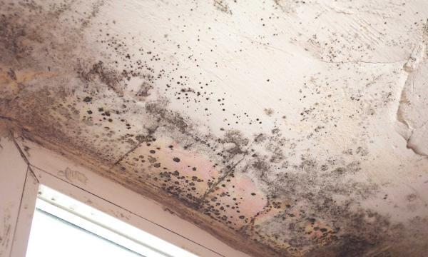 Schimmel in der Wochnung