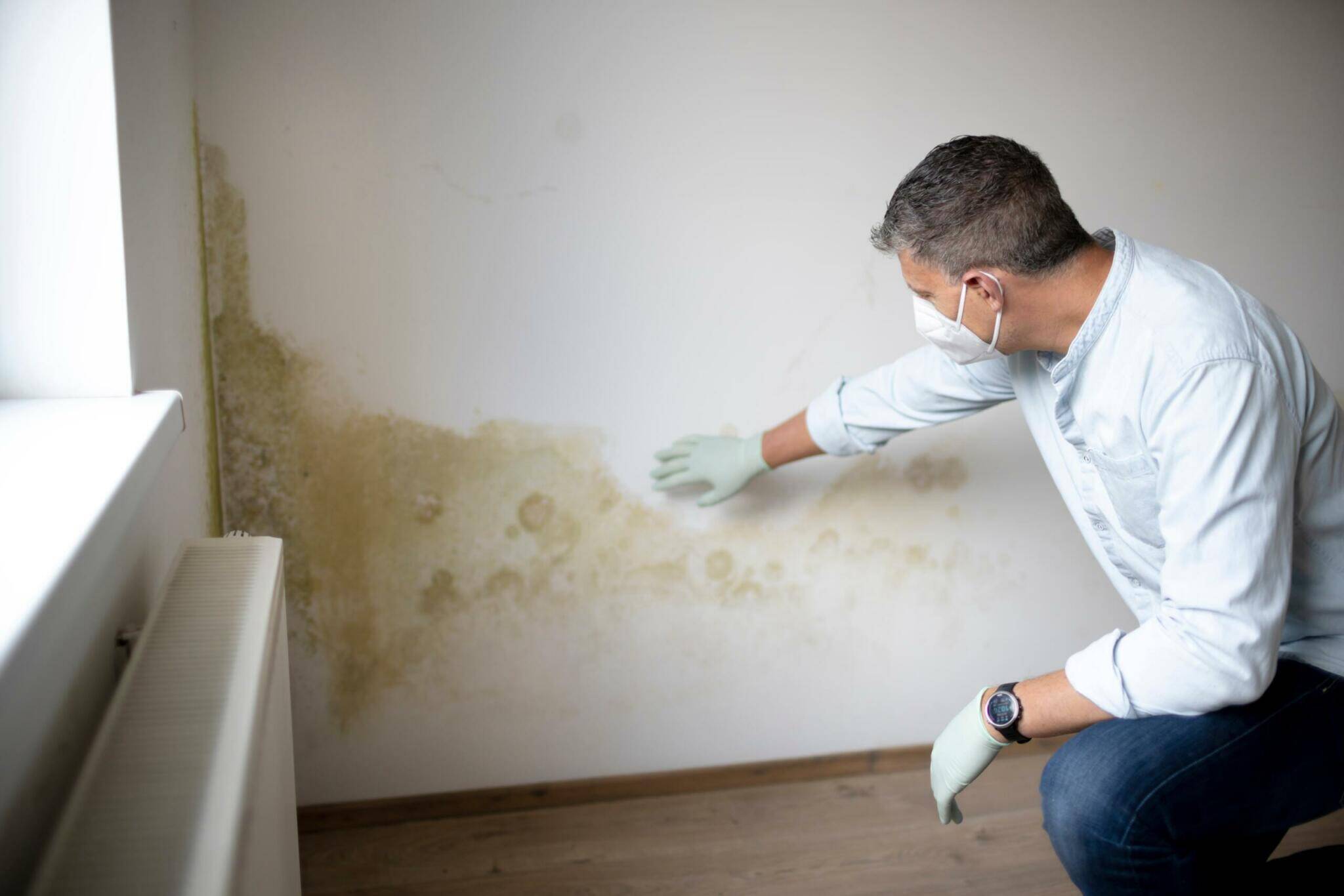 Professionelle Schimmelentfernung an der Wand