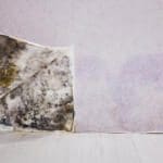 schwarzer Schimmel an Wand. Luftreiniger und Schimmelentferner können helfen