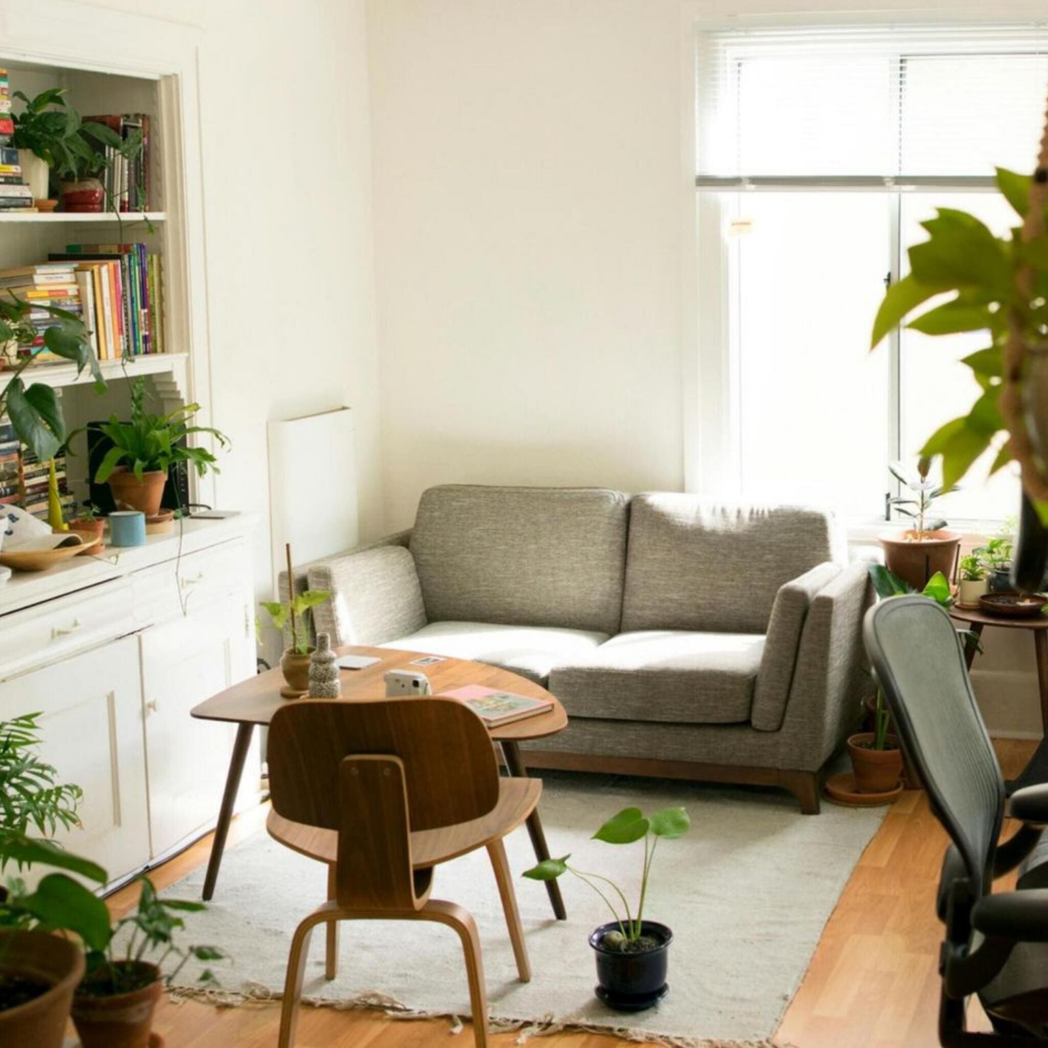 Wohnung mit Sofa und Pflanzen. Luftbefeuchter für Wohnung mieten? Gemütliches Zimmer mit viel Licht. Luftbefeuchter_Wohnung.